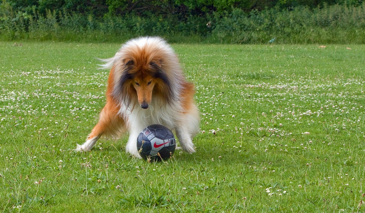 サッカー　犬
